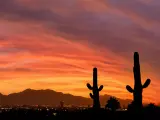 Sunset over the Phoenix desert with cacti in the foreground and a vibrant sky