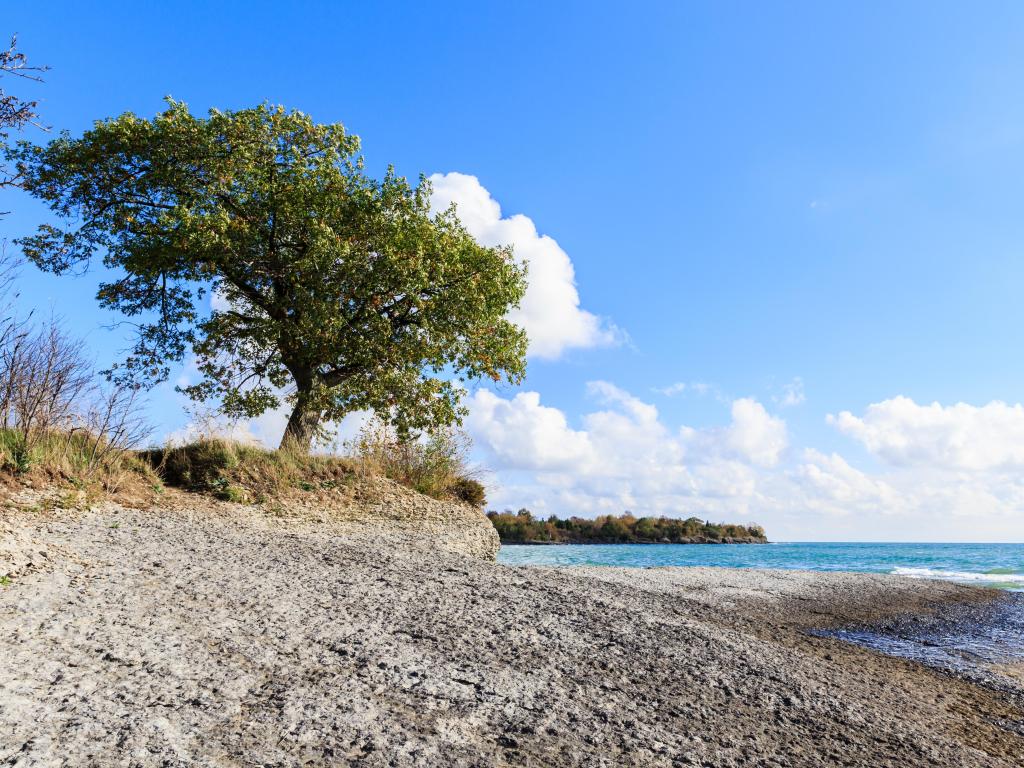 Lake Ontario, Canada with a view of the coastline and a single tree inn the foreground, taken on a sunny day.