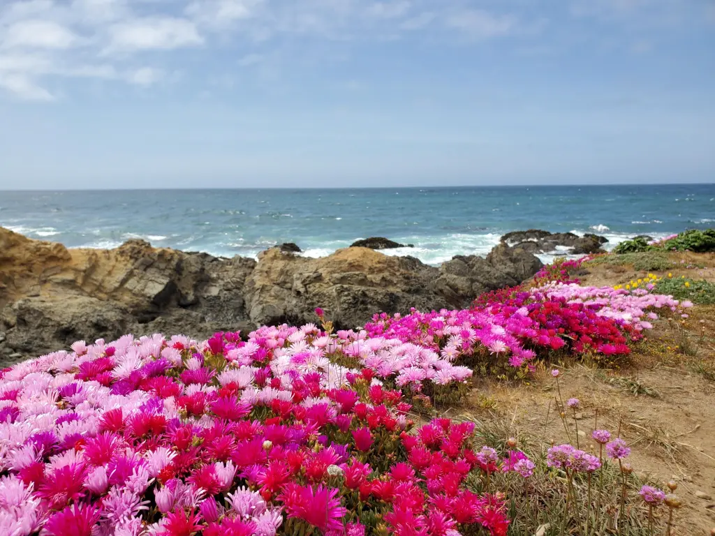 Beautiful fuchsia and light pink flowers line the Pacific Coast at Mendocino Coast Botanical Gardens, California