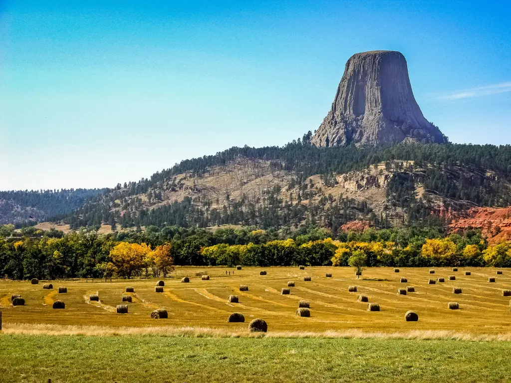 View of Devils Tower towering above a hay field during fall, laid out with bales and surrounded in bright blue skies