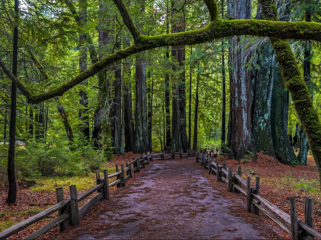 A hiking trail in Big Basin Redwoods State Park on the road trip from San Diego to San Francisco