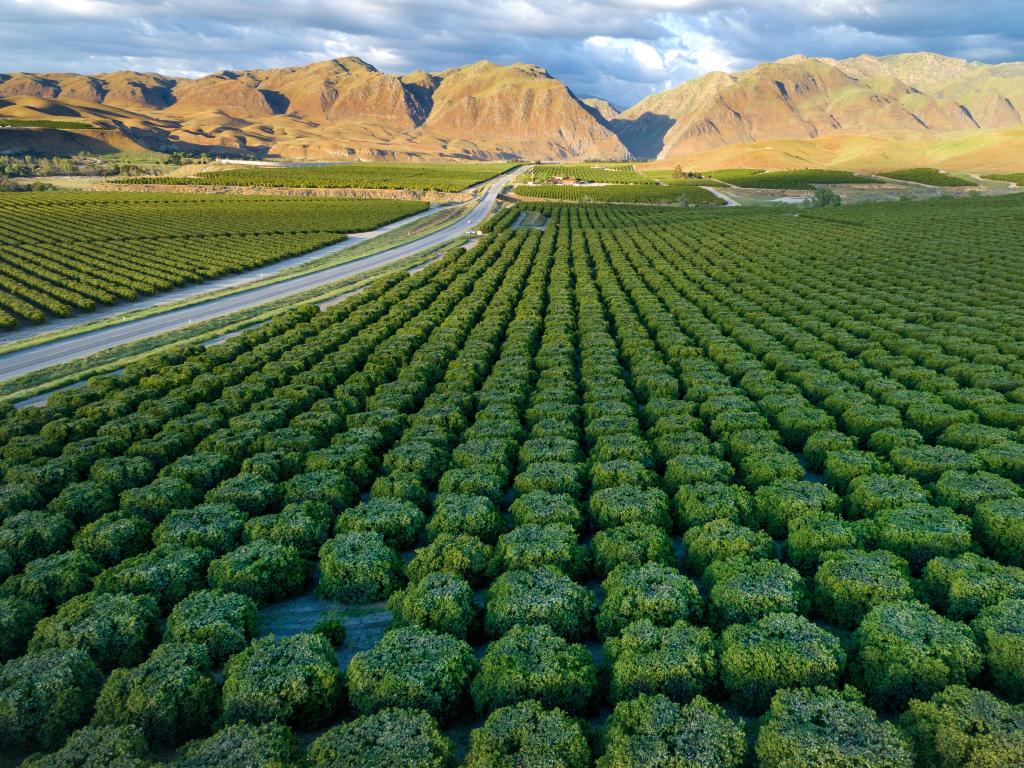 Olive Plantation in Bakersfield, California taken with a beautiful sunset light and mountains in the distance.