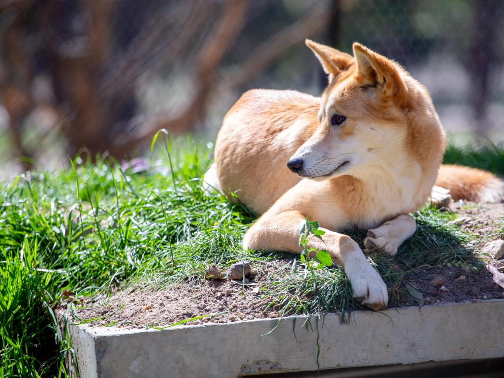 Ballarat Wildlife Park, Victoria, Australia with a Dingo dog orange color sitting on the ground at the zoo.