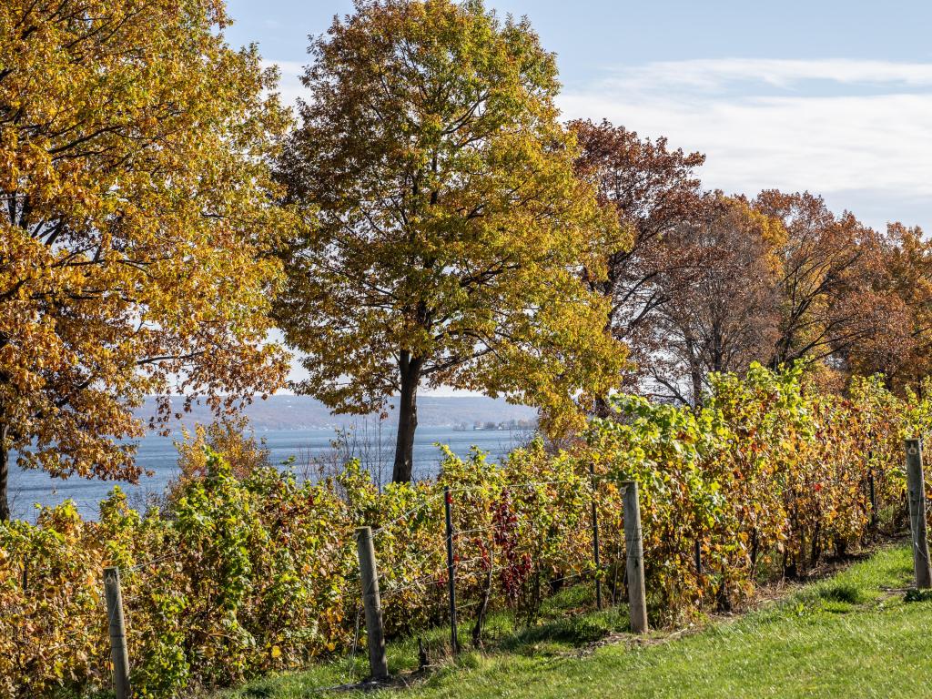 Fall foliage at Finger Lakes Vineyard.