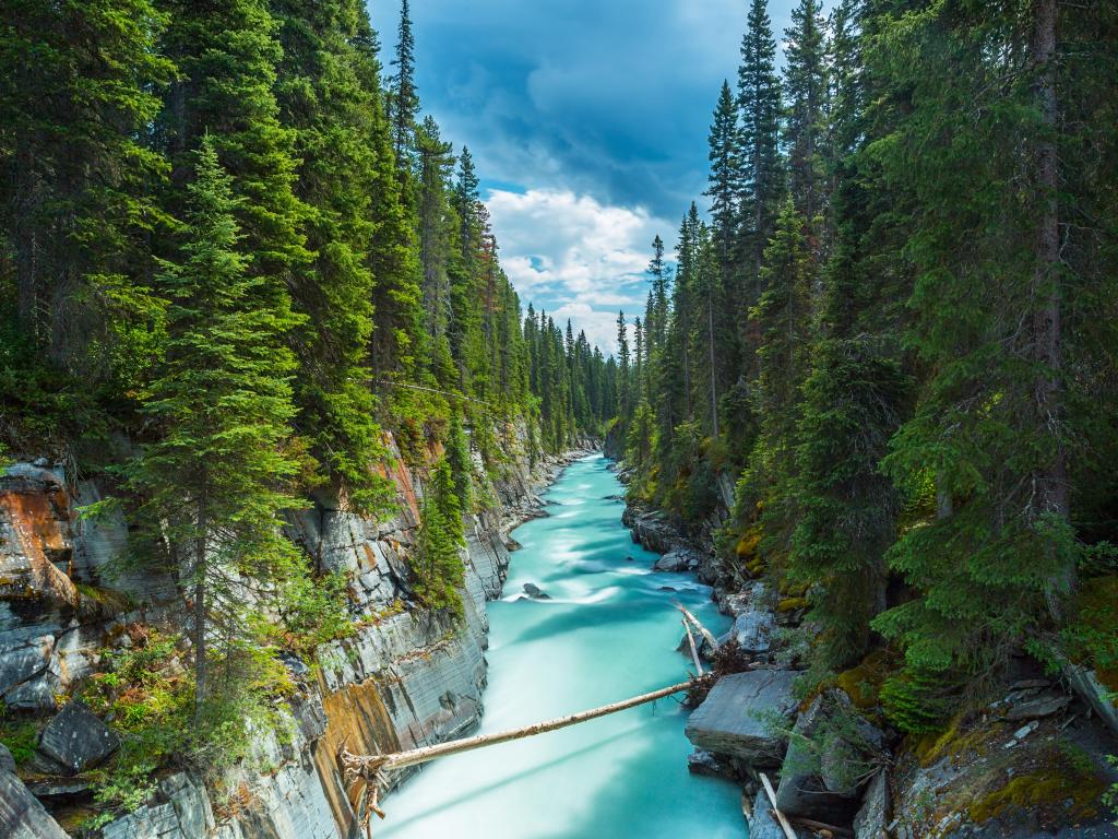 Turquoise river runs through a steep-sided gorge with dense green pine trees growing on either side
