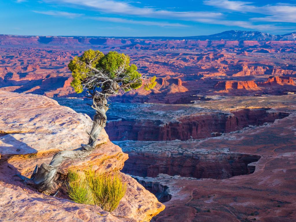 Canyonlands National Par, Utah, USA with a tree growing on the outcrop overlooking the canyons beyond on a sunny day. 
