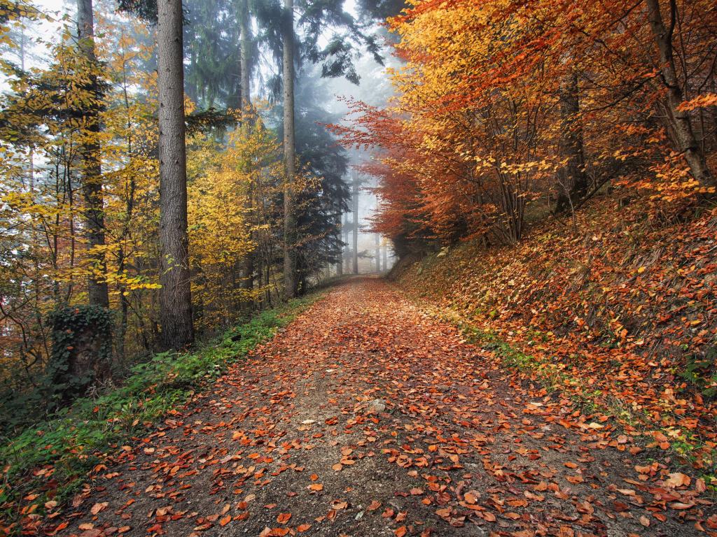 Orange and yellow leaves cover a wooded path in Kirchzarten, Germany