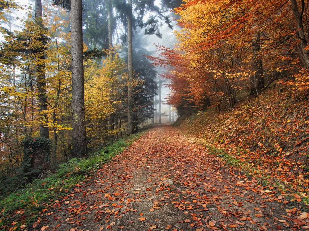 Orange and yellow leaves cover a wooded path in Kirchzarten, Germany