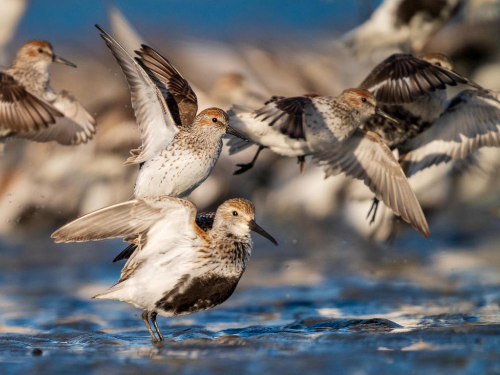 Dunlins (Calidris alpina) and Western Sandpipers (Calidris mauri) during liftoff on the beach