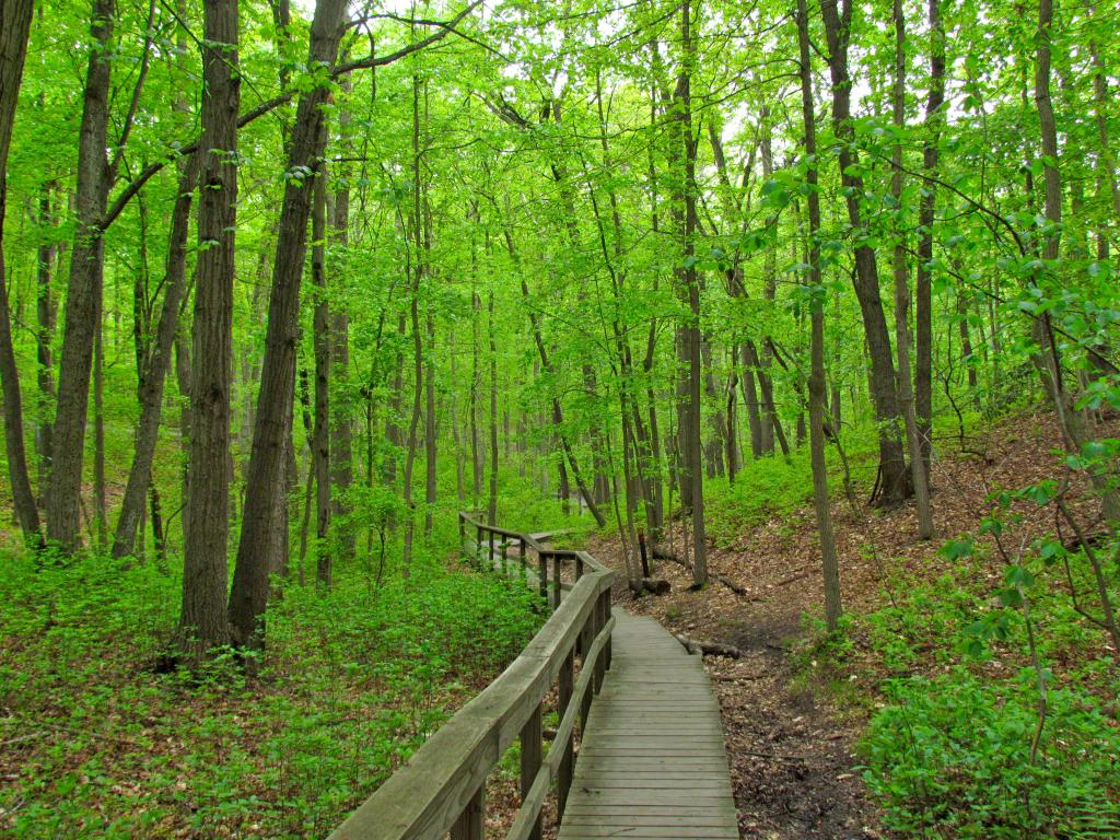 A boardwalk leading into the forest at Cheesequake State Park, New Jersey