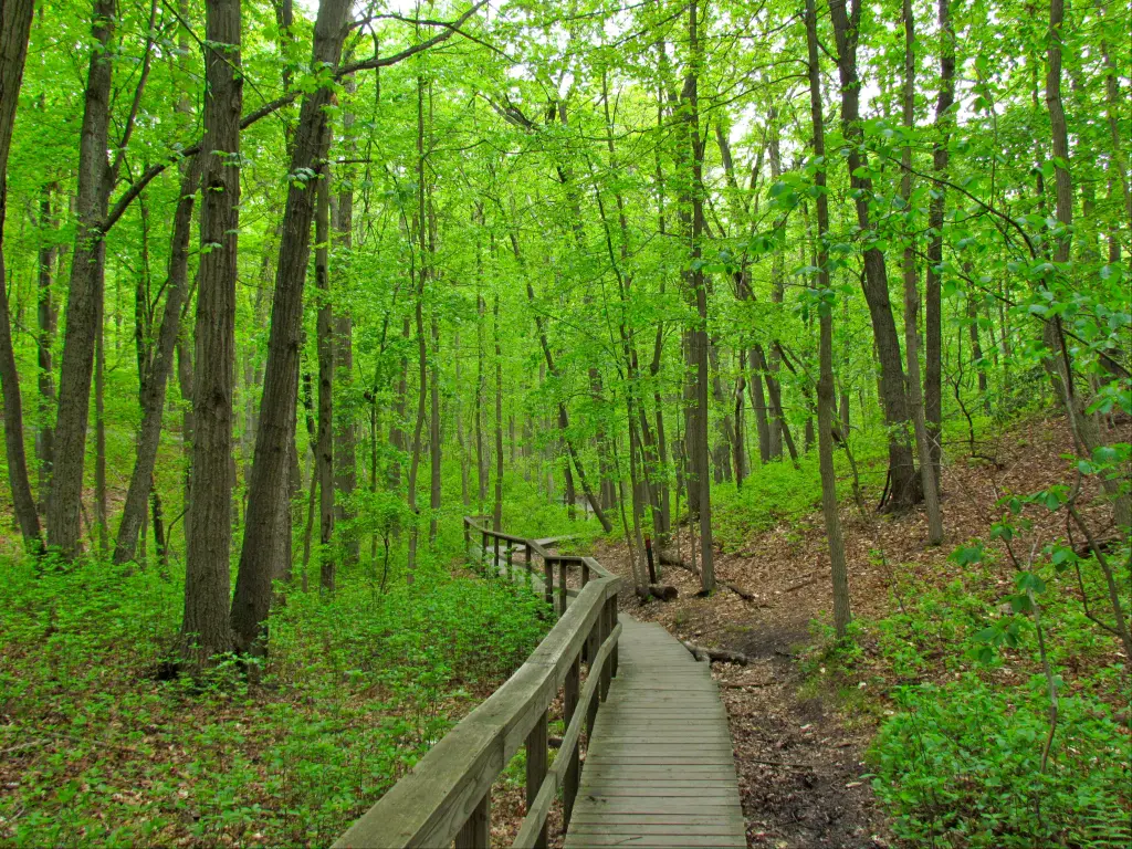 A boardwalk leading into the forest at Cheesequake State Park, New Jersey