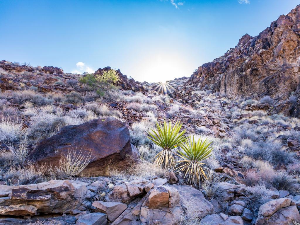 Sloan Canyon National Conservation Area, USA with a view of the rocky desert on a sunny day with a few green plants growing in the foreground.