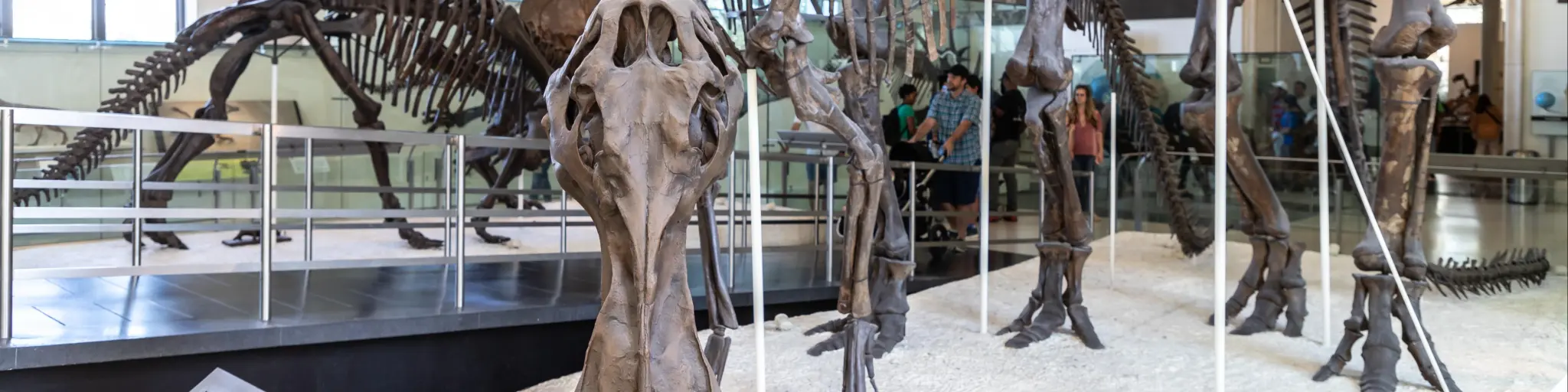 Dinosaur skeleton in American Museum of Natural History in New York City