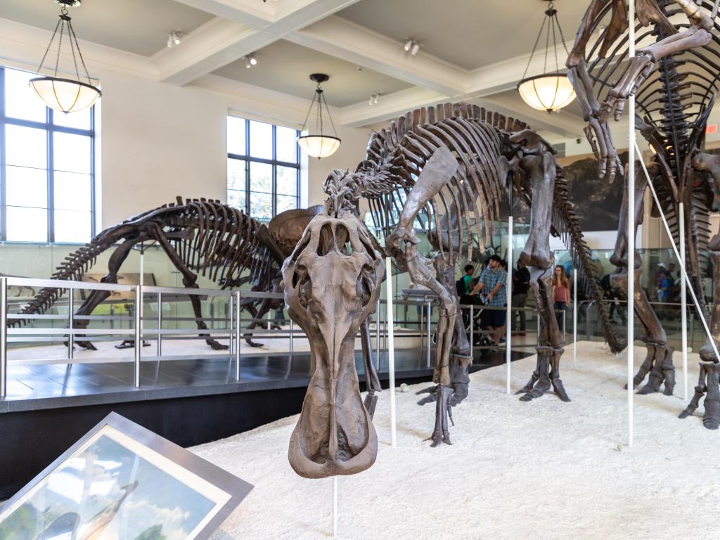 Dinosaur skeleton in American Museum of Natural History in New York City
