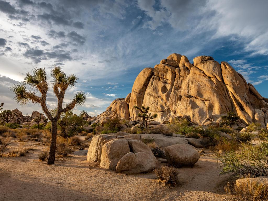 Joshua Tree National Park in California. The cloudy sunset was shot just after a big storm. This situations leaded to a breathtaking cloudy sky that took fire during sunset.