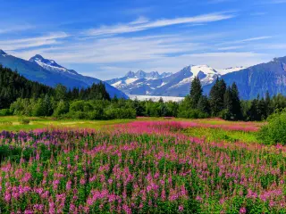 Juneau, Alaska. Mendenhall Glacier Viewpoint with Fireweed in bloom.