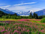 Juneau, Alaska. Mendenhall Glacier Viewpoint with Fireweed in bloom.