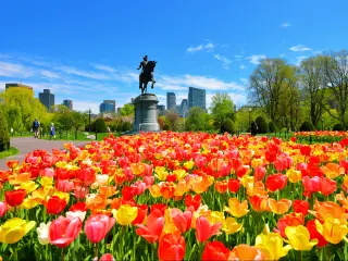 Boston Public Garden with George Washington statue in the background with blue skies. There are tulips in the foreground.