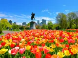 Boston Public Garden with George Washington statue in the background with blue skies. There are tulips in the foreground.