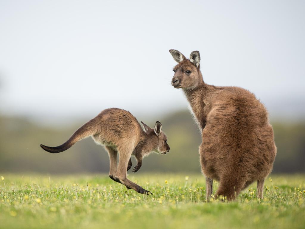 A joey western grey kangaroo returning to its mother. Macropus fuliginosus, subspecies Kangaroo Island kangaroo.