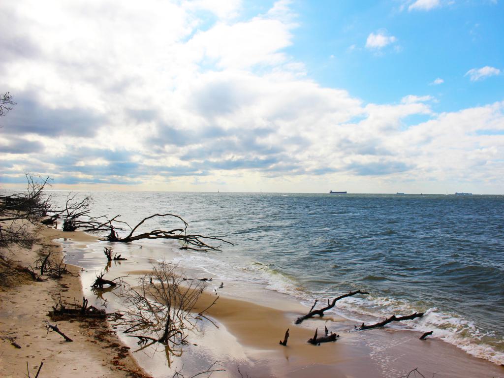 Deserted sandy beach with calm sea and driftwood