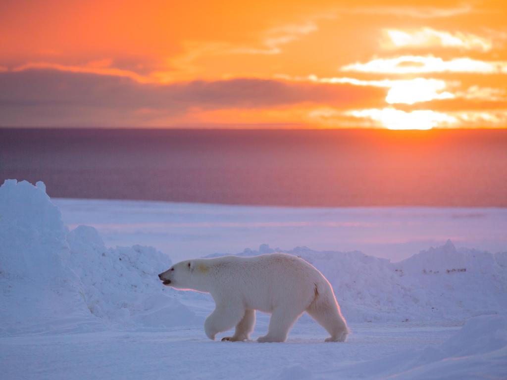 Polar bear with a orange sunset behind in Nunavut, Canada