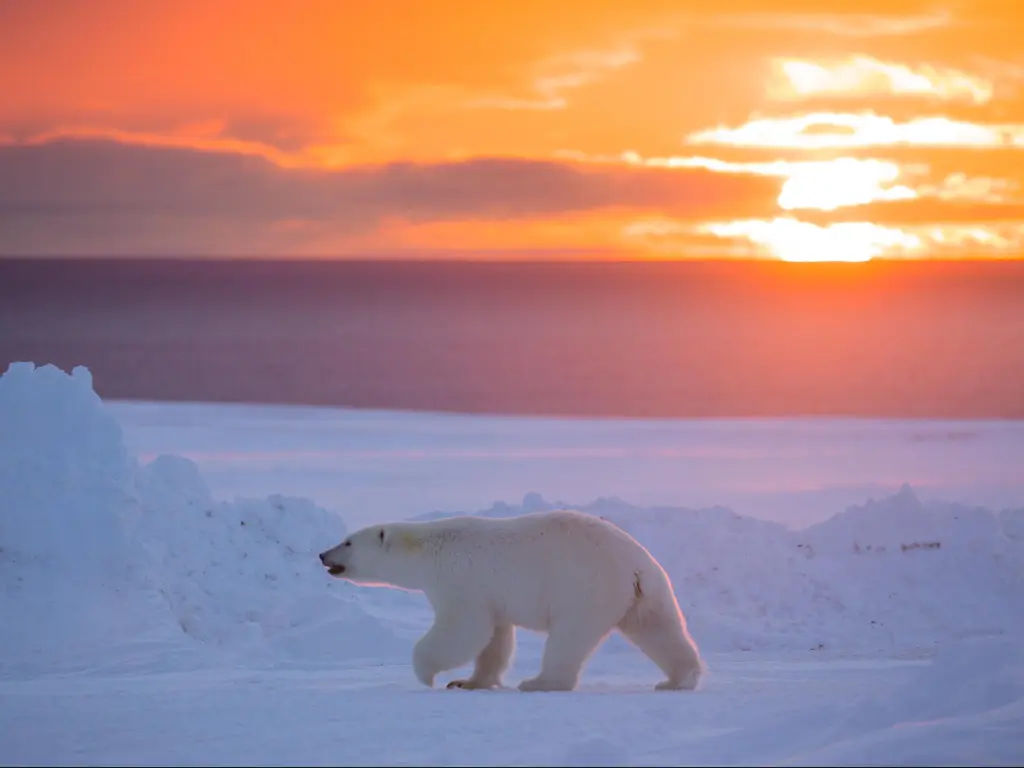 Polar bear with a orange sunset behind in Nunavut, Canada
