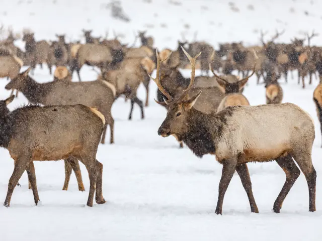 Elk gathering together at the feeding area on a snowy day in Washington State