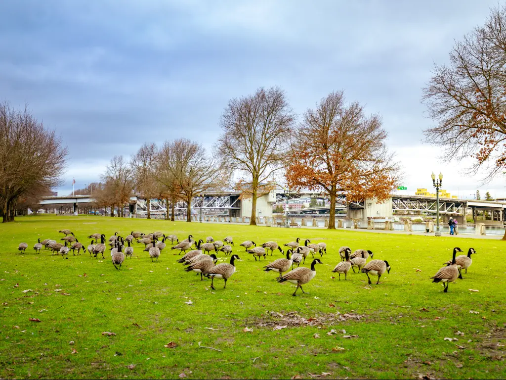 A flock of geese basking under the sun on a cloudy, sunny day at Tom McCall Waterfront Park in Portland, Oregon