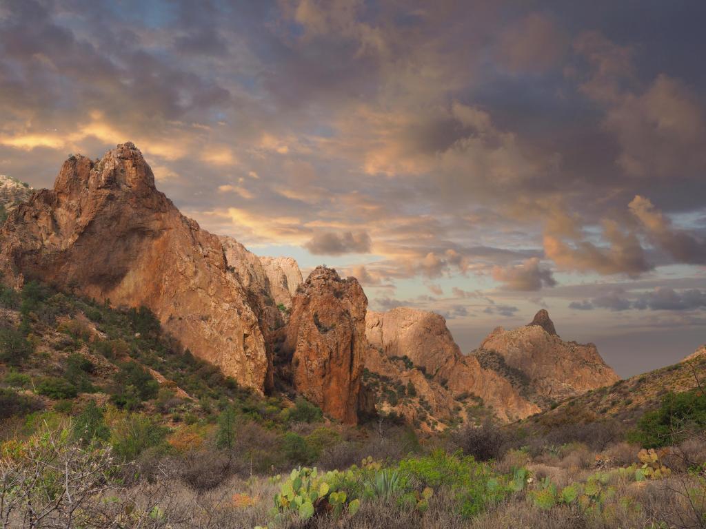 Big Bend National Park, Texas, USA taken at Chisos Basin at Sunset with exotic plants in the foreground and the mountains in the distance against a dramatic sky.