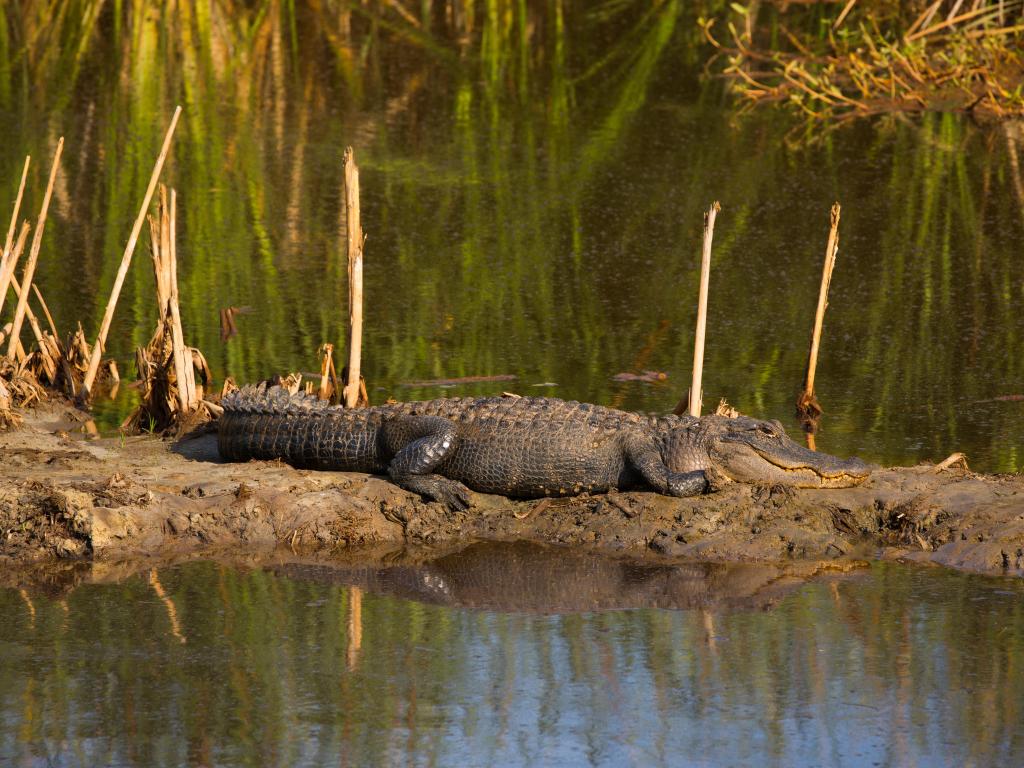 Savannah National Wildlife Refuge, Savannah, Georgia, USA with an alligator sunning on the mud surrounded by river water.