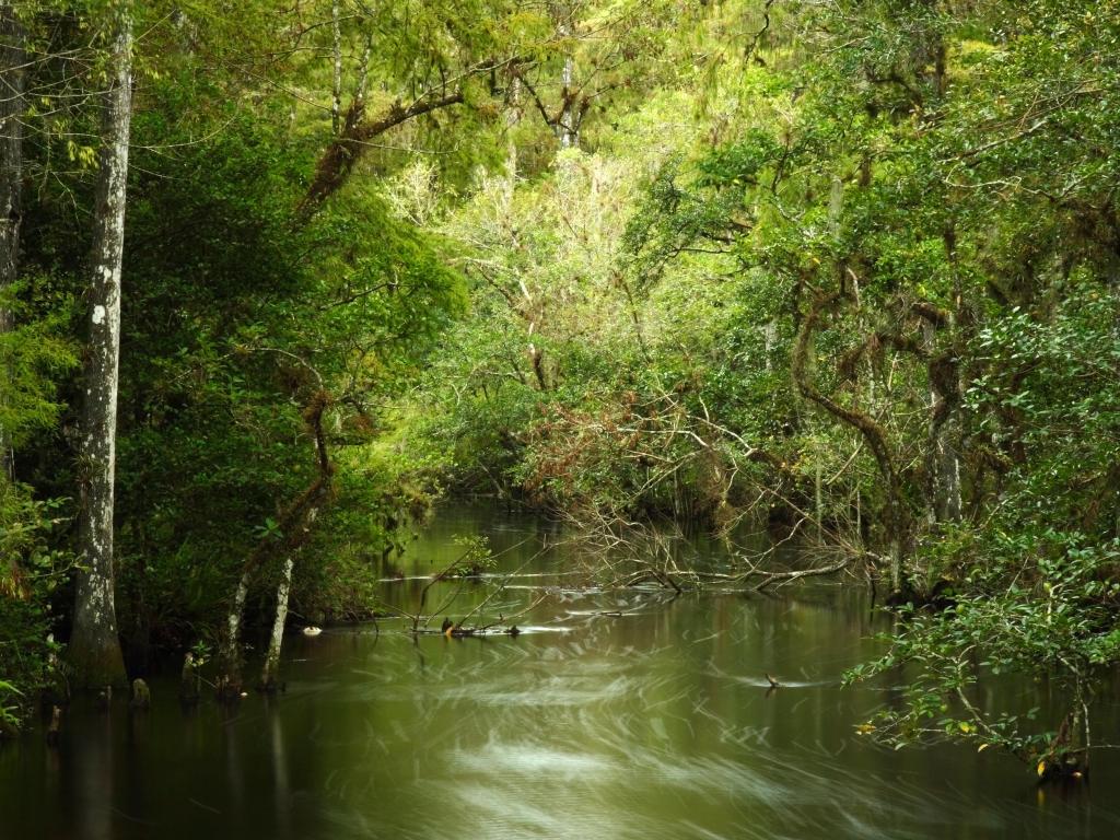 Big Cypress National Preserve, Florida Everglades, USA taken at Sweetwater Strand with trees surrounding the water.