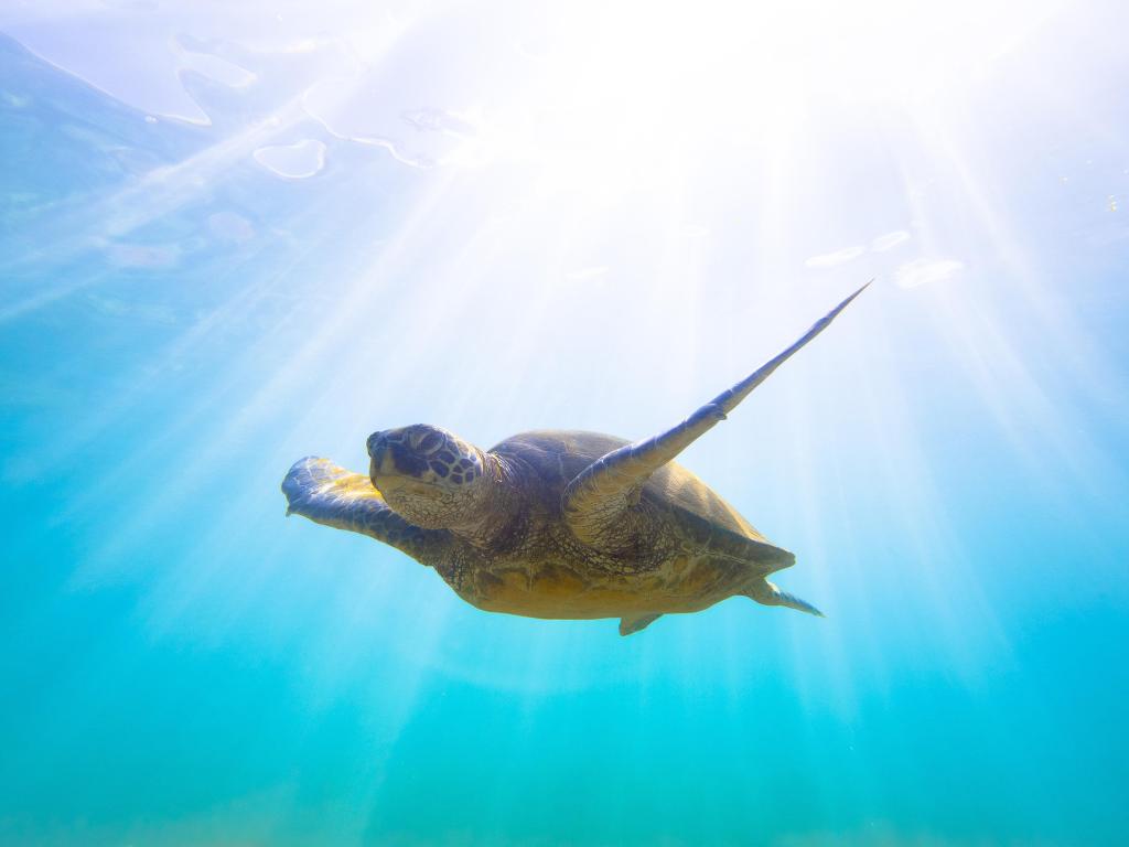 Hawaii Green Sea Turtle