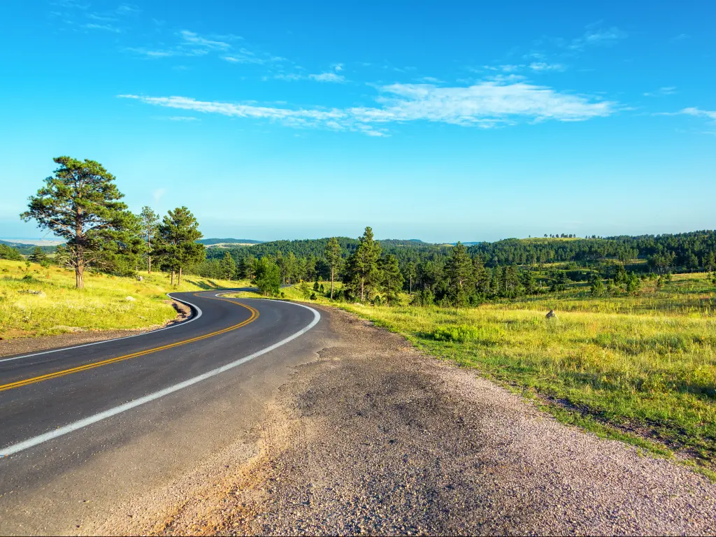 A curve road with grasses and trees on the sides through Black Hills National Forest in South Dakota on a clear and bright day