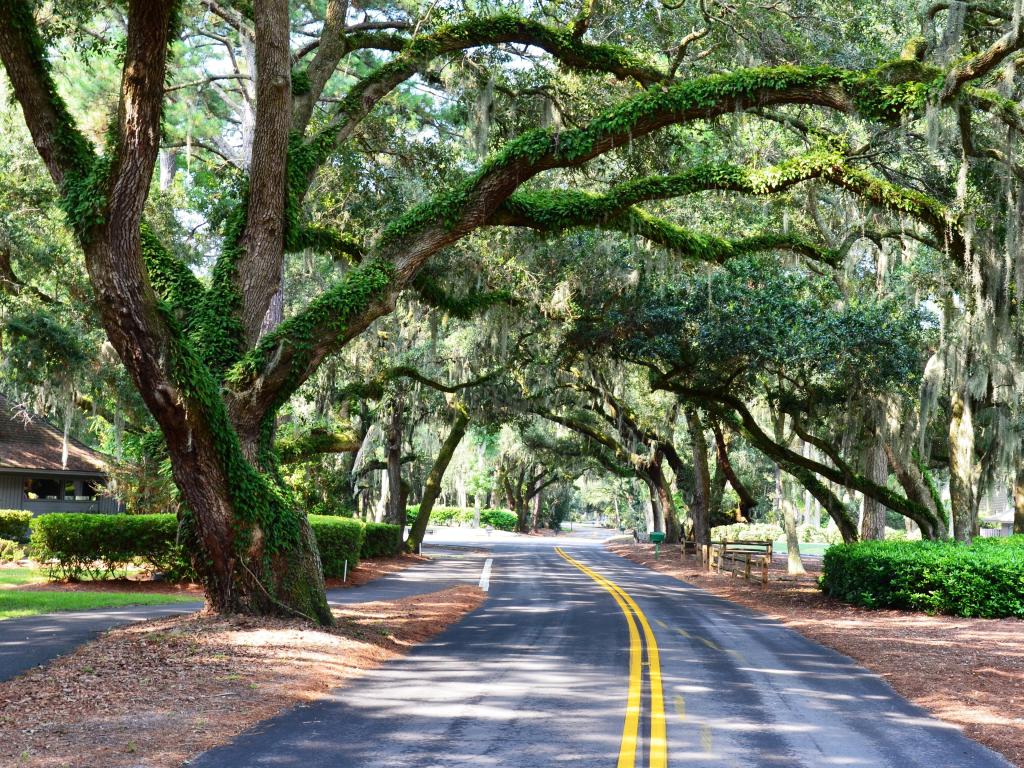 Green moss covered oaks cast shade over a street on Hilton Head, SC