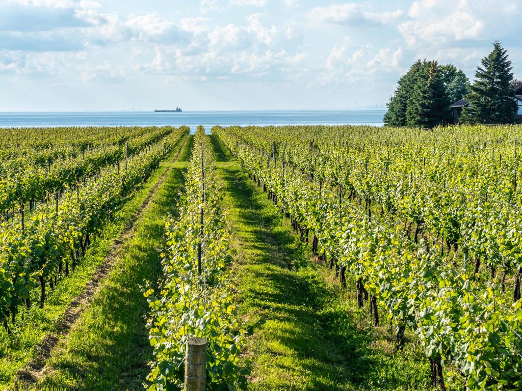 Vineyard at Niagara-on-the-Lake with Lake Ontario in the background and a blue sky above