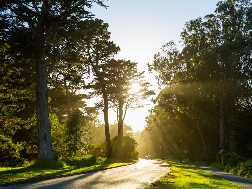 Sun beaming through the trees of Golden Gate Park in San Francisco