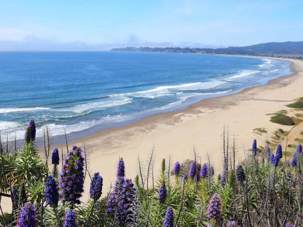 Stinson Beach landscape. Pride of Madeira (Echinum fastuosum) shrub.