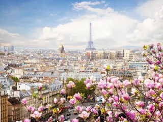 A view of the Paris skyline with the Eiffel Tower visible and cherry blossoms in the foreground