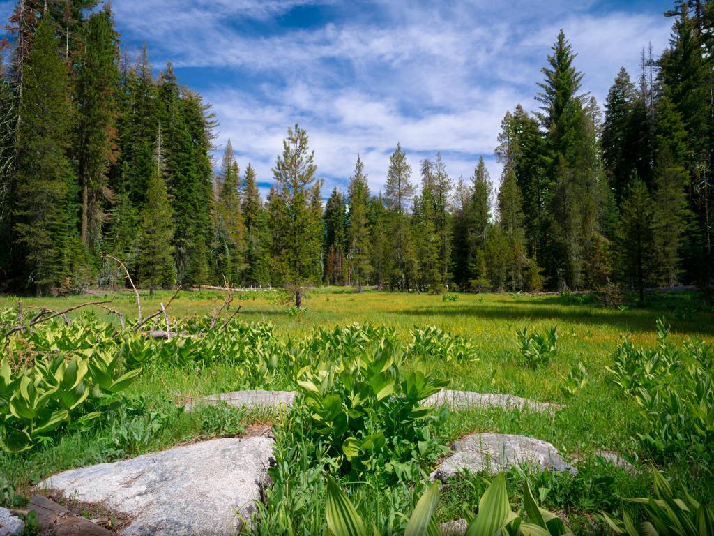 Green mountain meadow with flowers and natural stepping stones, near Crane Flat