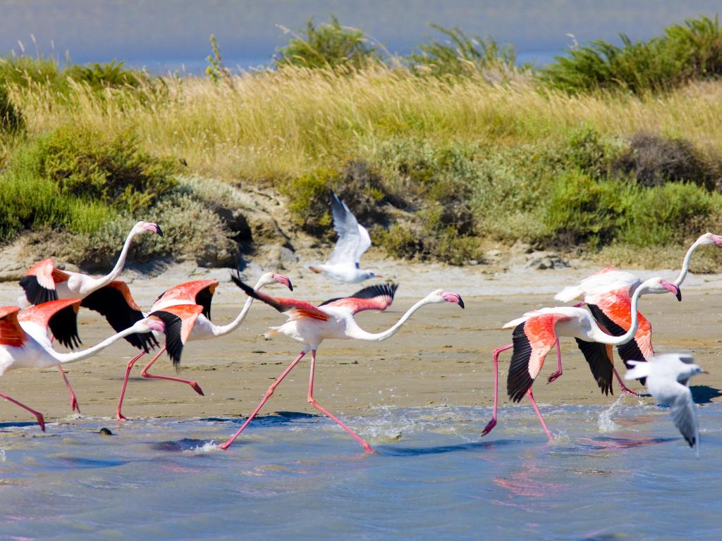 flamingos, Parc Regional de Camargue, Provence, France