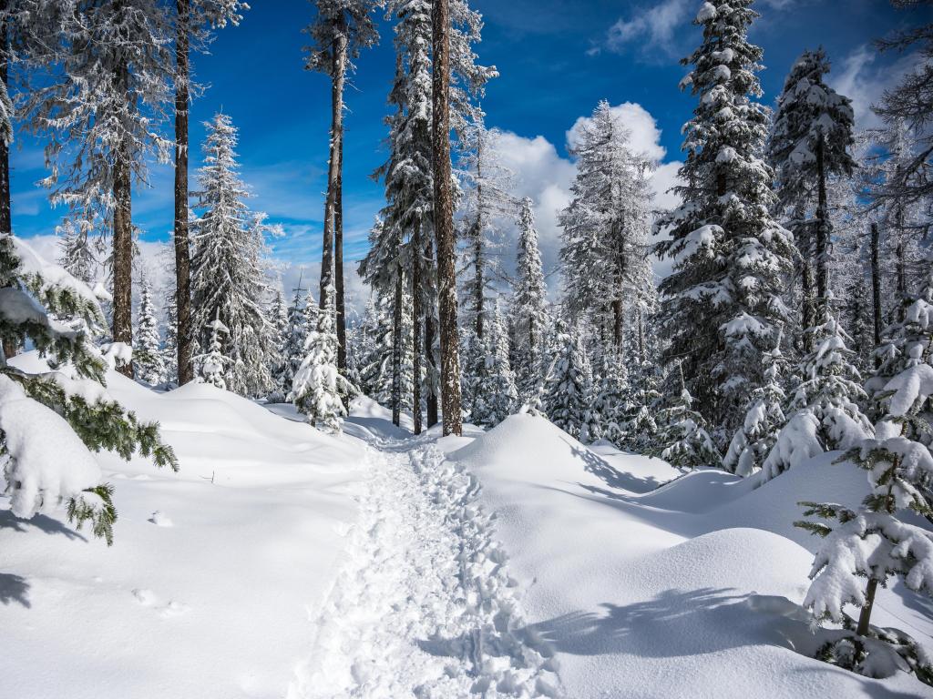 Snowy mountain forest with footsteps on fresh snow