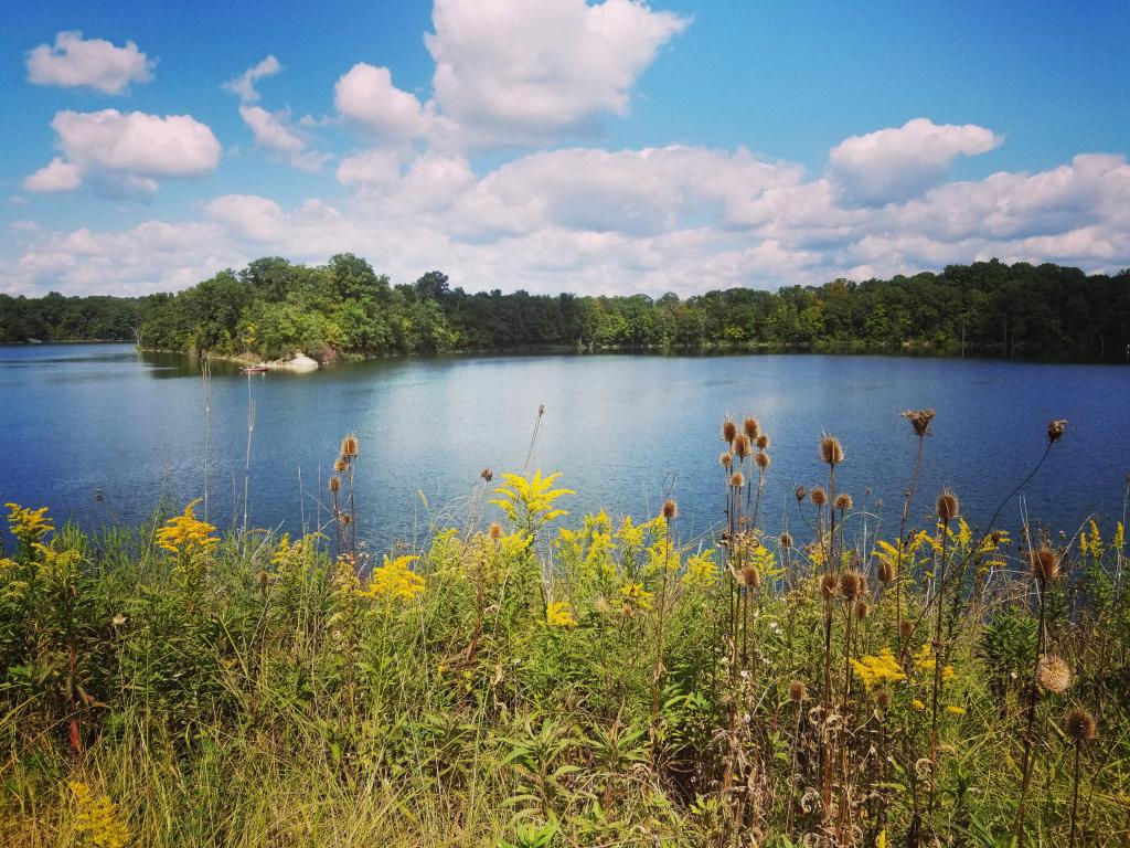 Caesar's Creek State Park, Ohio, USA taken on a beautiful summer day with wildflowers in the foreground, a lake and trees in the distance.