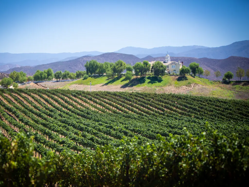 Vineyard in the Temecula Valley in Southern California