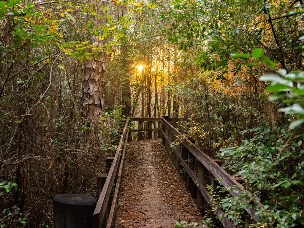 Wood trackway in Blackwater River State Park in Pensacola Florida.