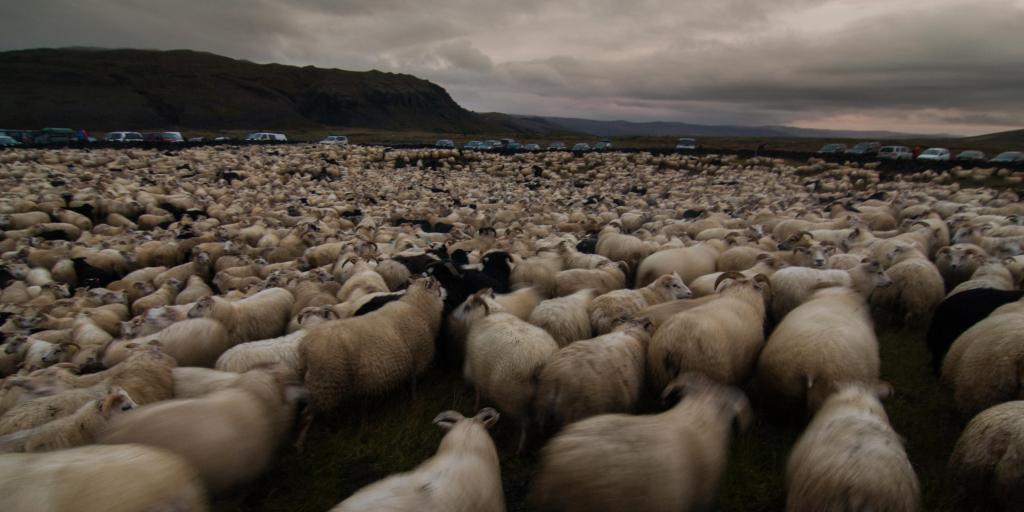 Thousands of sheep on a moody day during Rettir, Iceland