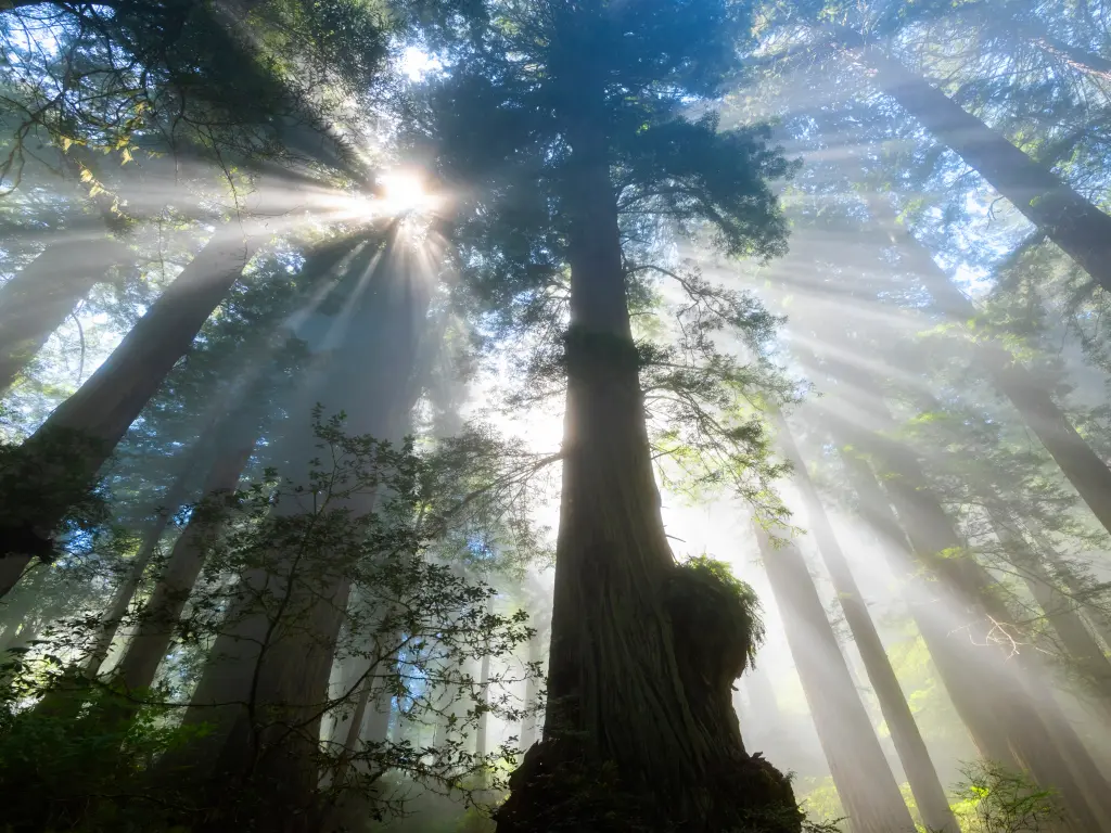 Sunbeams shining through the thick canopy of majestic redwood trees in California