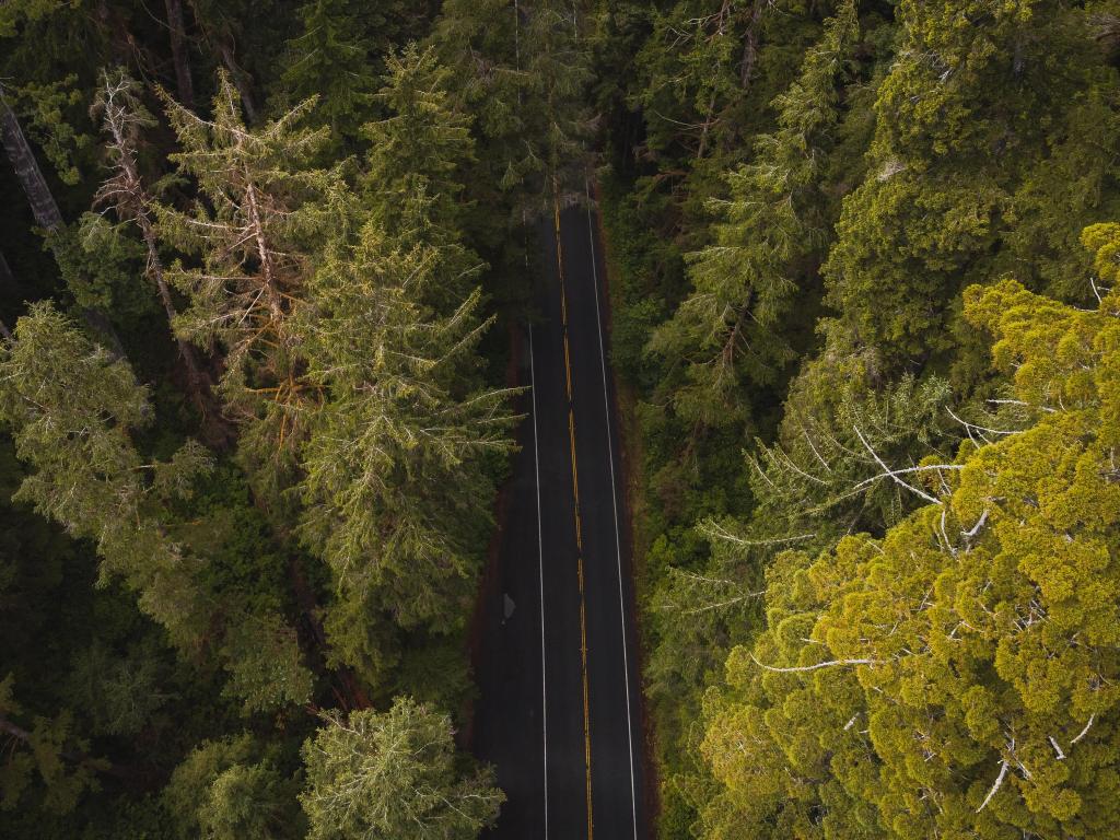 Aerial view of giant redwood trees on Newton B. Drury Scenic Parkway road in Redwoods State and National Park