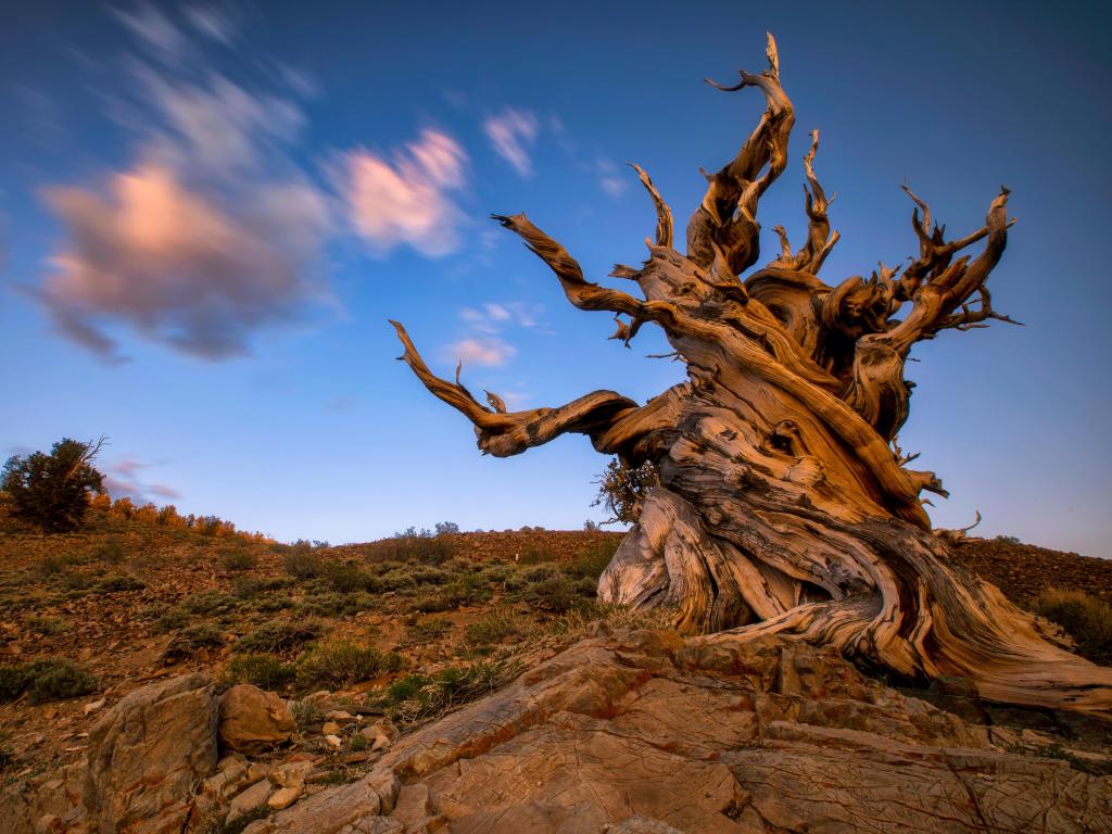 An ancient, twisted tree on its own as the sun sets