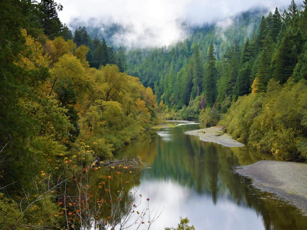 Fall colors reflect off a calm and cool South Fork Eel River within the evergreen redwood forest of Humboldt Redwoods State Park along Avenue of the Giants just north of Weott, California.